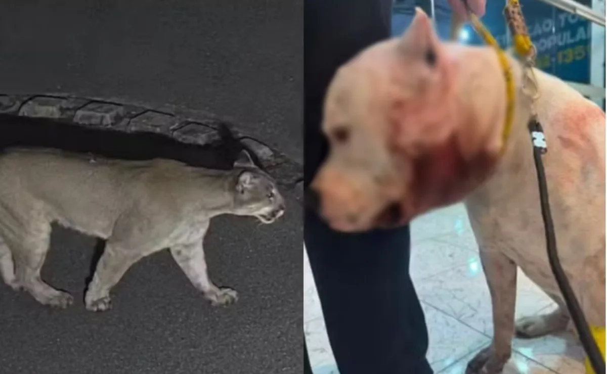 Vídeo! Pitbull enfrenta onça-parda para proteger família e fica ferido em condomínio