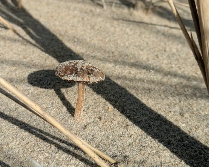 Country diary: Fungi season is here, so I head – yes – to the beach | Nigel Brown