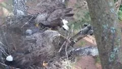White-tailed eagle chicks fledge for fourth year
