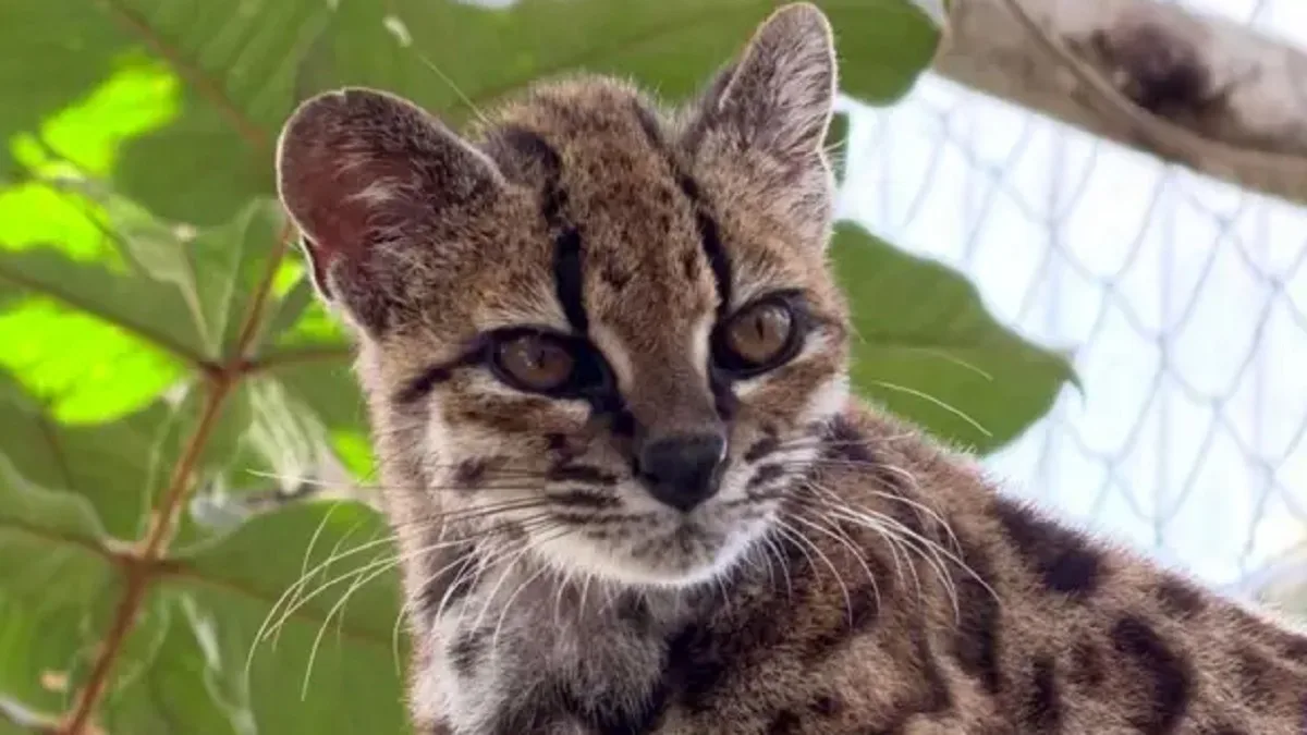 La nueva especie de gato salvaje hallada en Bolivia y de la que solo se conoce un ejemplar