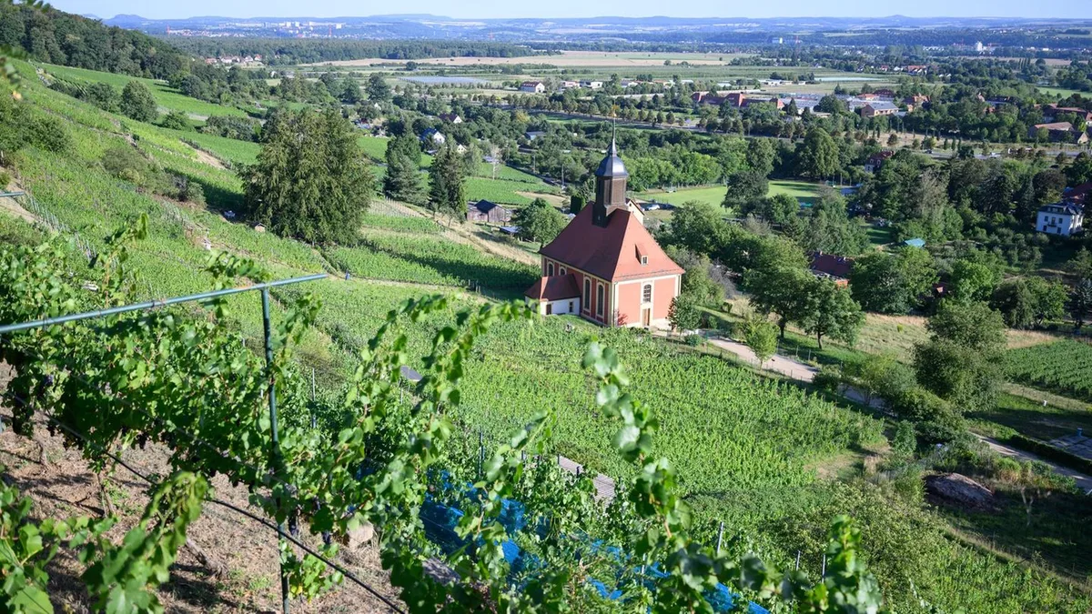 Weinlese vor Beginn: Wärme und Trockenheit: Winzer rechnen mit gutem Weinjahr