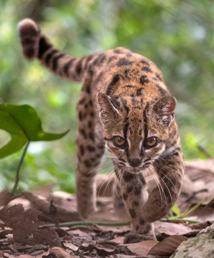 Descubren una nueva especie de gato desconocida en Bolivia