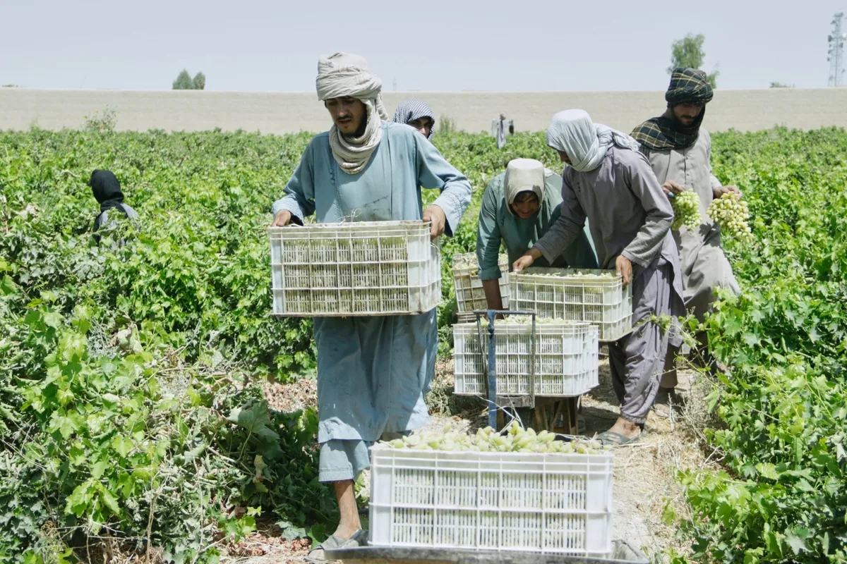Afghanistan’s grape harvest is turning into raisins — literally — as exports collapse
