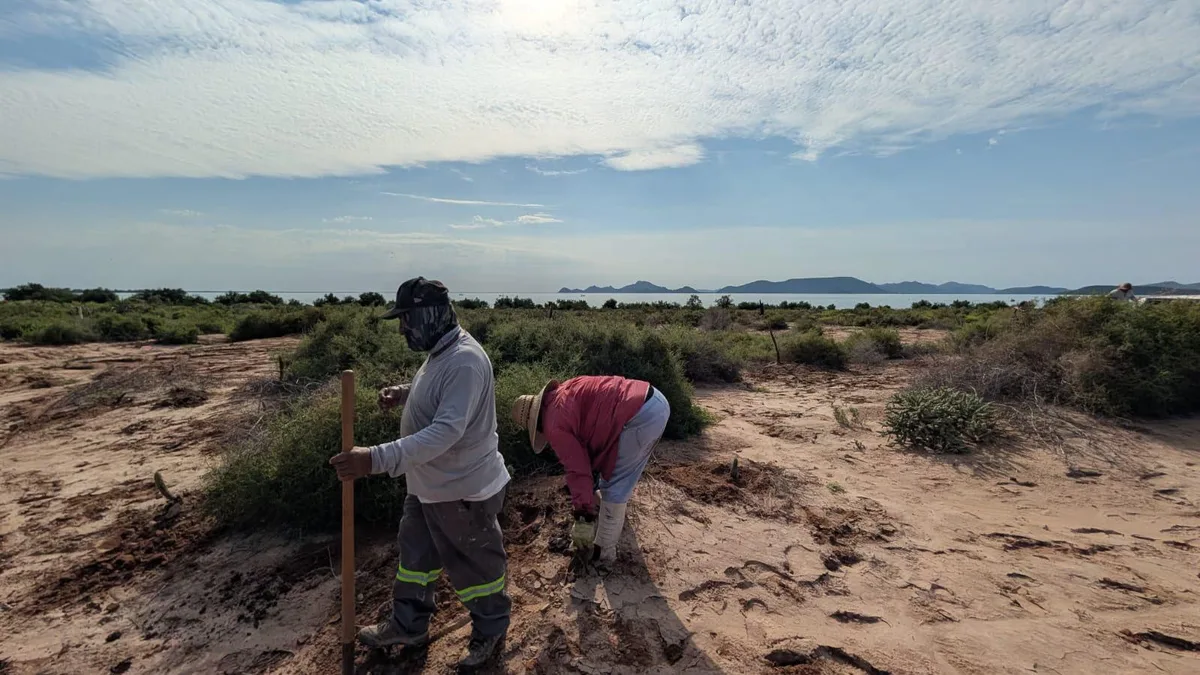 Pacífico Mexinol refuerza su compromiso ambiental con reforestación de cactáceas en Ahome
