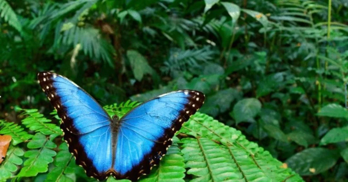 Los científicos advierten que las altas temperaturas ponen en riesgo a la colorida mariposa tropical que se convirtió en emoji