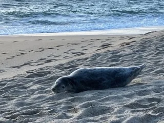 Filmé en train de donner des coups de pied à un lion de mer, un jeune de 18 ans risque un an de prison
