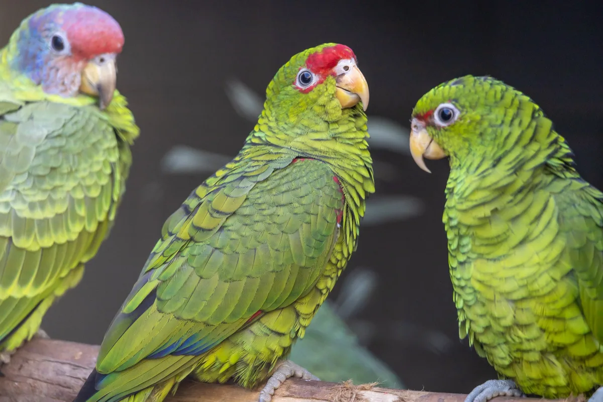 A chegada de papagaios vítimas de tráfico ao Zoológico de São Paulo