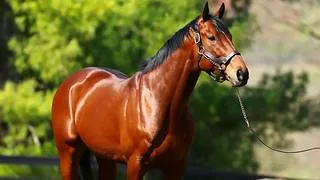 Un heredero de American Pharoah está listo para su debut en La Rinconada