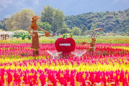 '15만송이 꽃 물결 따라 가을 성큼' 철원 고석정 꽃밭 28일 개장