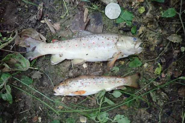 Failing Southern Water hit with £2.4million fine for sewage pollution