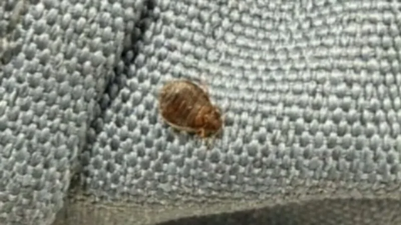 Bed bug outbreak causes mayhem on Qantas flight