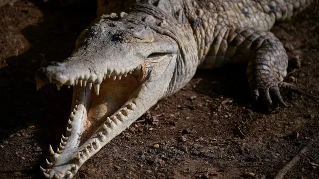 Menino de 3 anos atacado por crocodilo teve alta hospitalar. "Está feliz"