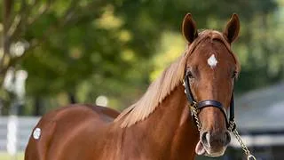 ¡Gun Runner al poder! Hermano completo de Locked se vende por 3.1 millones de dólares