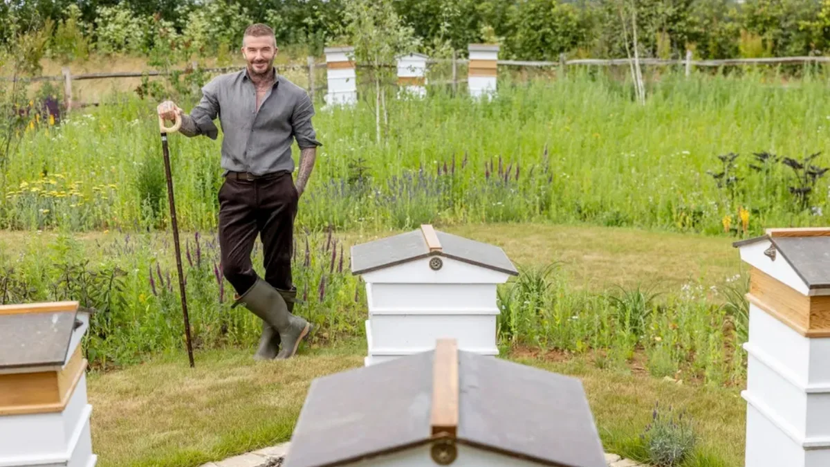 David Beckham's lockdown beekeeping journey and the world of wild bees