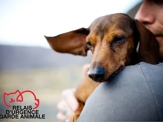 ENTRETIEN. Purina et Emprunte mon toutou lancent le dispositif solidaire Relais d’urgence garde animale