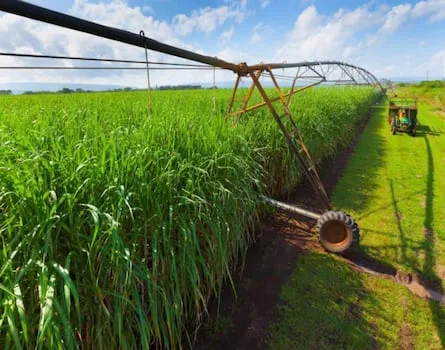 RCL Foods expects earnings slump as sugar and pet food falter