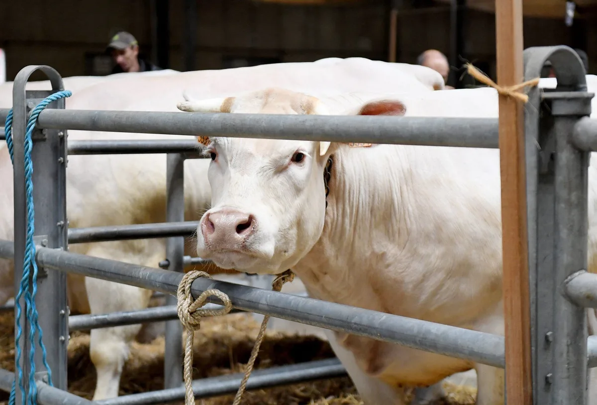 Santé : l’UE suspend ses importations de viande en provenance du Brésil dès jeudi
