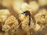 First case of brain-swelling mosquito virus detected in New York... as cases are on the rise nationwide