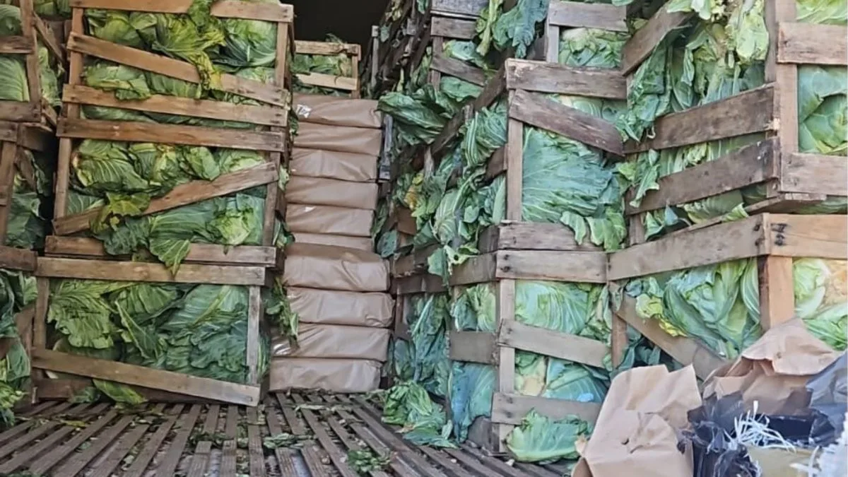 2,4 toneladas de maconha ‘temperavam’ carga de repolho na BR-280; veja imagens