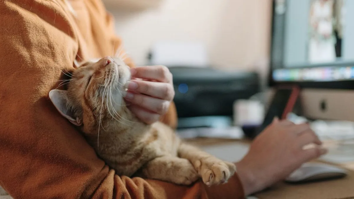 Los veterinarios coinciden: usar las manos como juguete con los gatos fomenta conductas agresivas difíciles de corregir