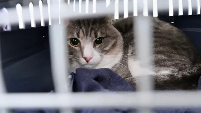 Veterinários e associações defendem investimento na esterilização de animais