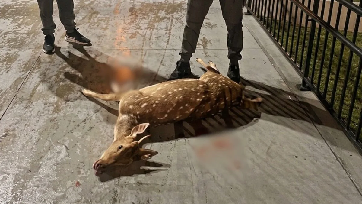 Veado sofre diversas mordidas de cães, chega à frente de igreja e morre em SC: ‘O primeiro desse tamanho’