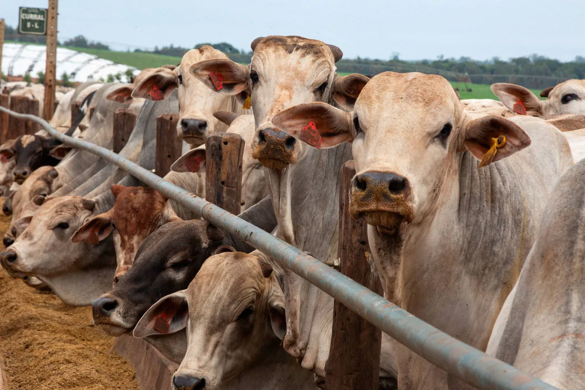 MBRF busca mitigar riscos nas compras de grãos diante do El Niño