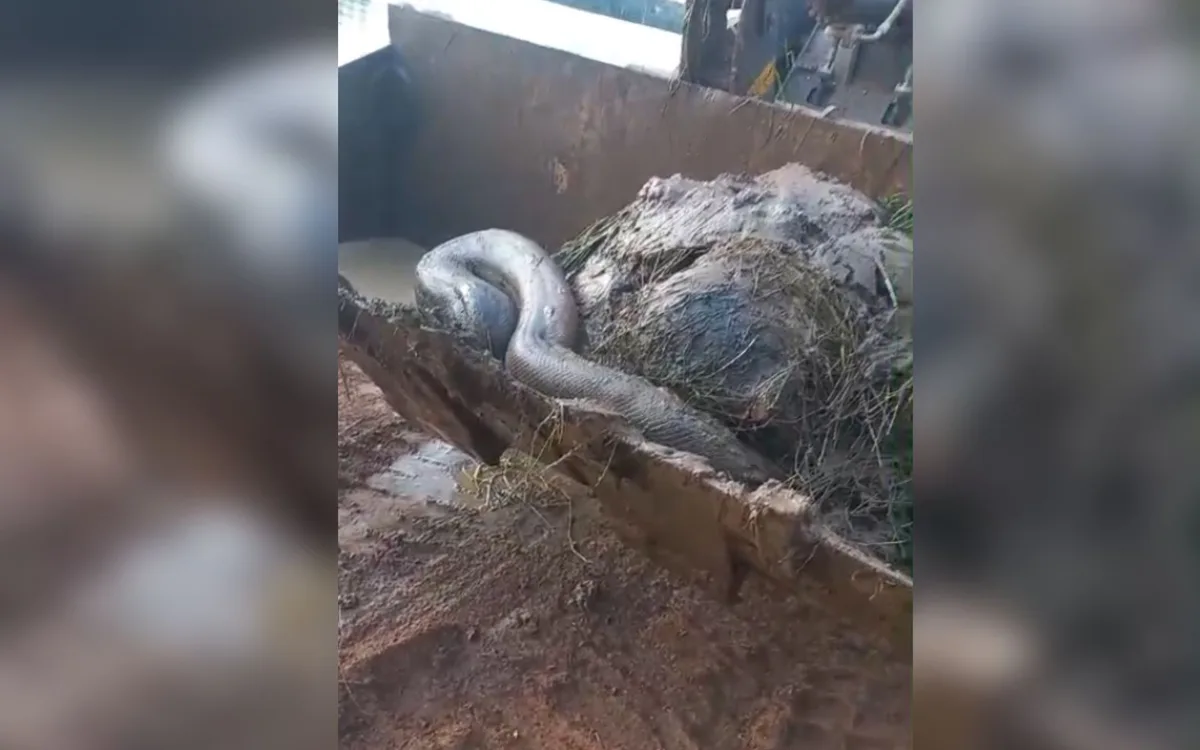 VÍDEO: sucuri é encontrada em retroescavadeira durante desassoreamento de represa em Votuporanga