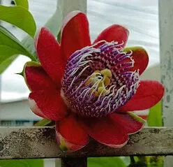 Flores comestíveis: da terra direto para o prato
