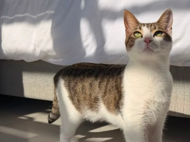 Meow-day! No chicken or beef for missing Katt