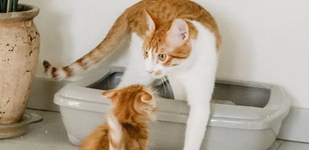 Gatos deixam mensagens secretas no xixi, e cientistas decifraram o código