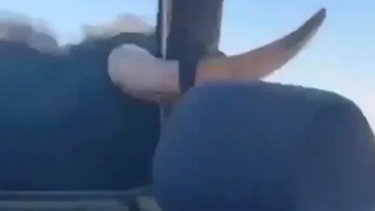 In Spanien - Stier greift Auto an