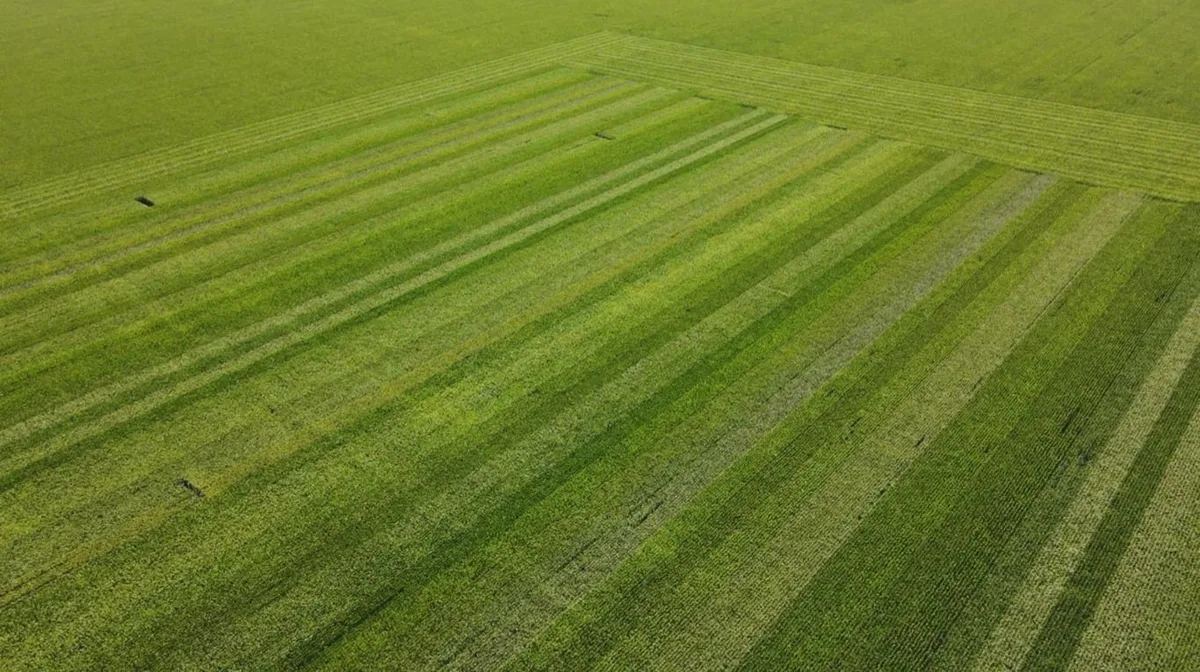 Rindes récord y sorpresas agronómicas: cuáles fueron los híbridos de maíz que lideraron los ensayos en la zona núcleo