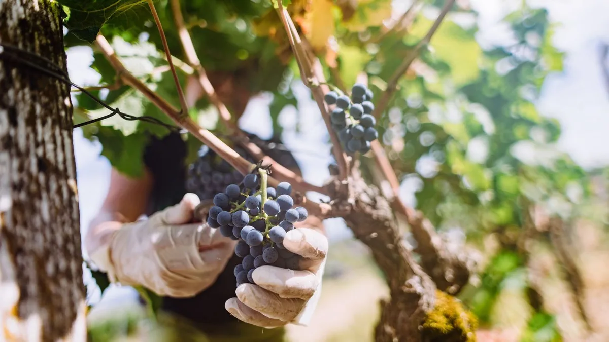 Trauben sind reif: Weinlese im Hochsommer: Was bedeutet das für den Jahrgang?