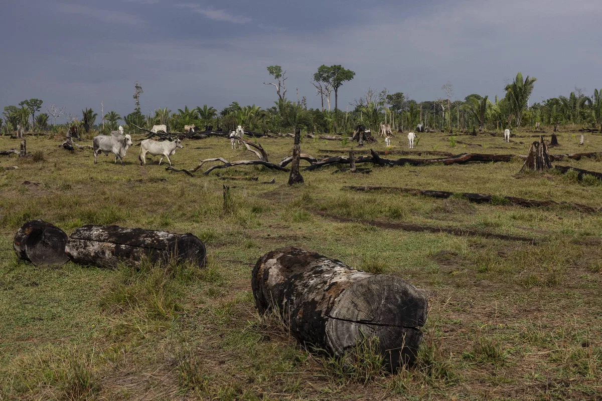 Desmatamento cai 30% no cerrado e sobe 9% na amazônia em setembro