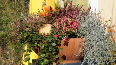 Bunte Herbstbepflanzung für Balkon und Terrasse