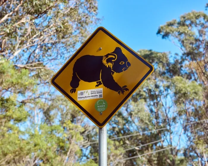 NSW’s koala national park will protect threatened species and cap logging across the state. Could the Greens really block it? | Adam Morton