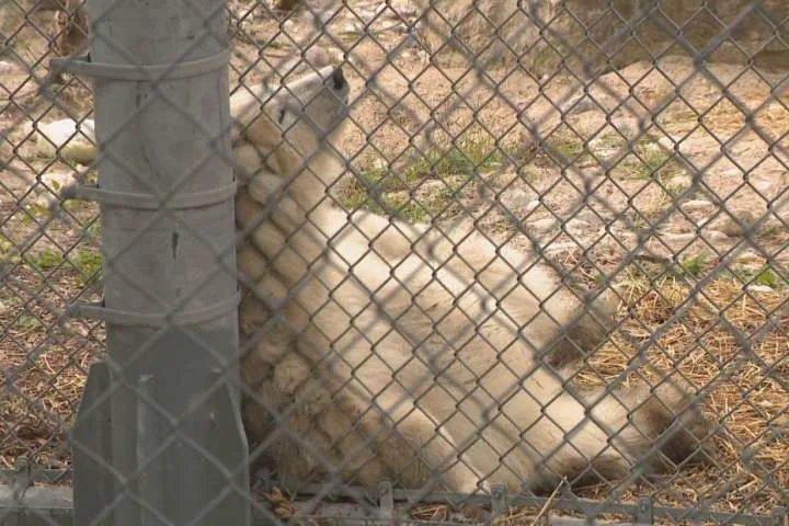 The poll-ar bear results are in, Winnipeg zoo reveals cub’s new name