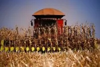 Colheita da segunda safra de milho avança para 85%, aponta AgRuraL