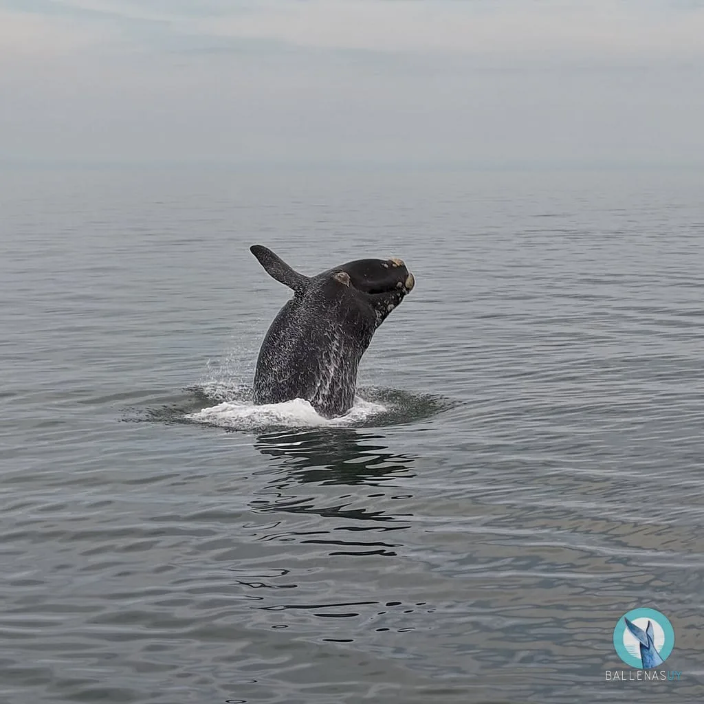 Espectáculo de ballenas en Punta del Este: decenas de personas se acercaron para verlas desde la playa