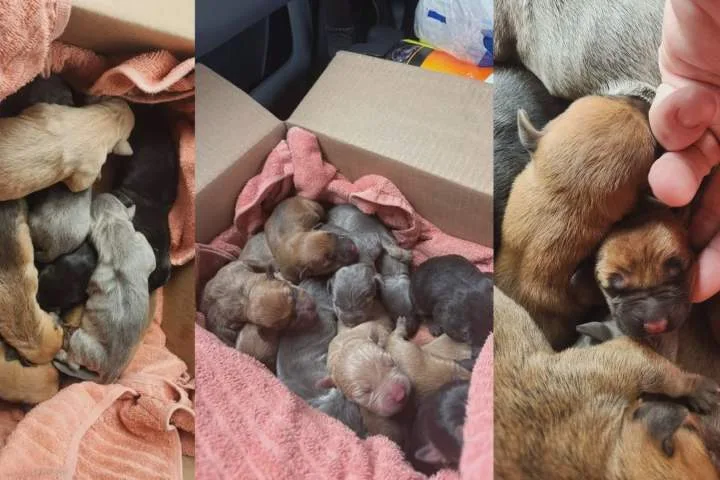 Abandoned puppies now in foster homes after found in box in Brantford