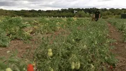 "Les plants devraient être deux, trois fois plus gros" : l'inquiétude des producteurs après les sécheresses