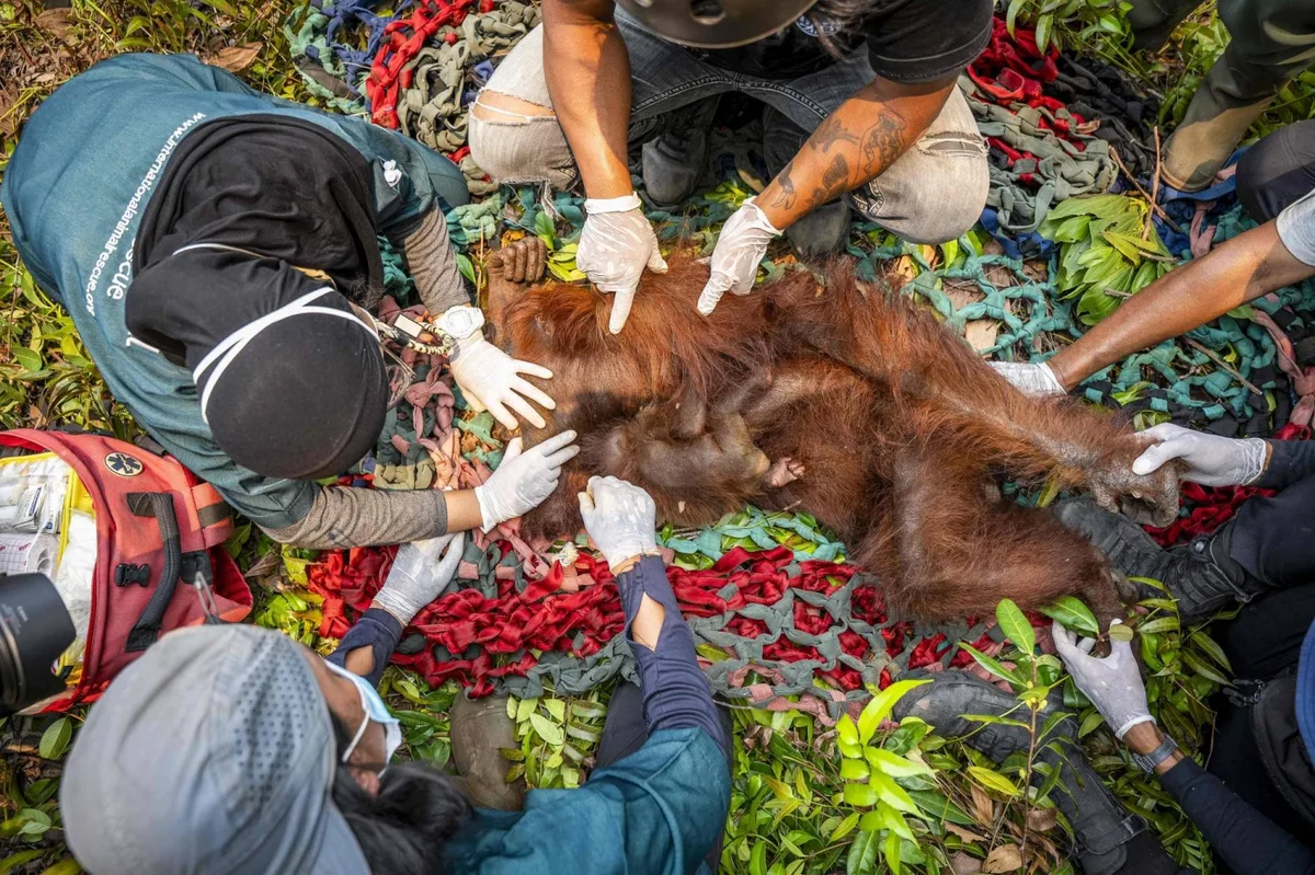Walking through flames: Orangutan rescued in Indonesia fires