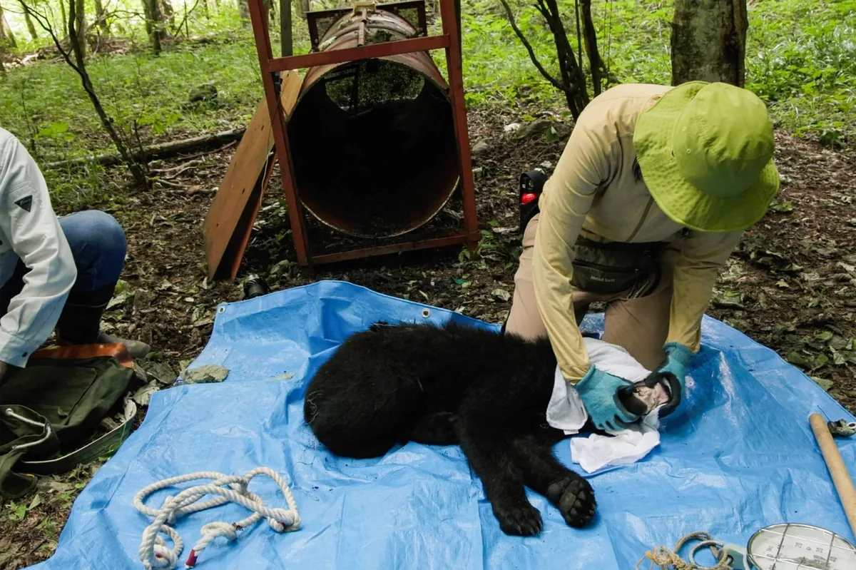 In Japan’s mountains, a different way to manage bears