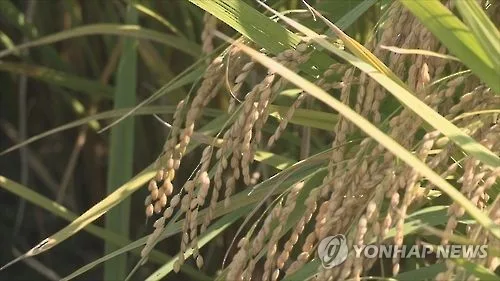 올해 벼 재배면적 67만㏊ '역대 최소'…쌀 수급 조절 정책 영향