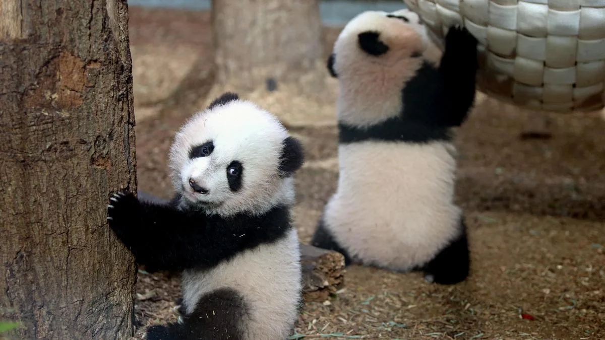 Xi says two giant pandas from China will arrive in the coming days at Atlanta’s zoo