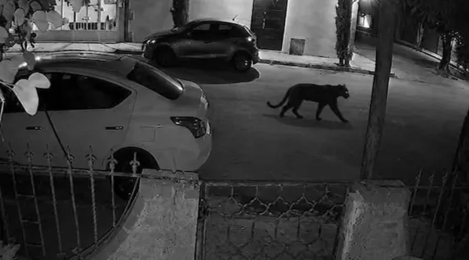 Pantera mascota ataca a mujer en Durango y moviliza a autoridades