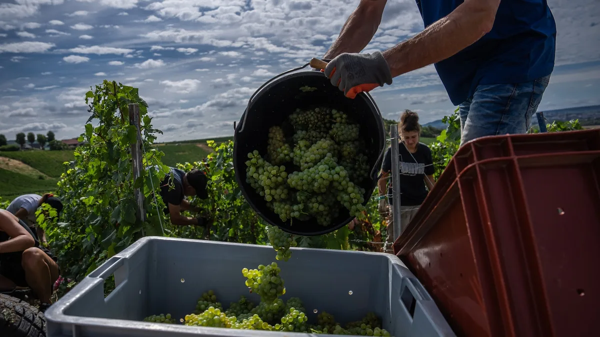 Champagne growers race to preserve quality in record-early harvest