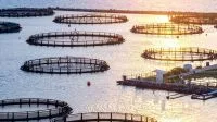 Mercado de tilápia no Brasil prevê equilíbrio no segundo semestre
