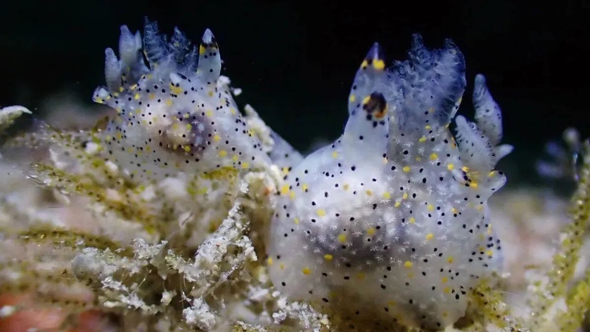 Meet Ho-Yeung Chan who accidentally discovered a new sea slug smaller than a grain of rice